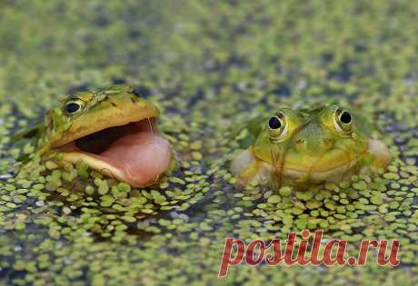 35PHOTO - Ирина Фурашова - - Пойдёшь за меня?... - Фиг тебе!...
