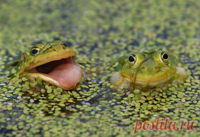 35PHOTO - Ирина Фурашова - - Пойдёшь за меня?... - Фиг тебе!...