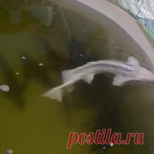 Бизнес на селе: рыбоводство (видео)