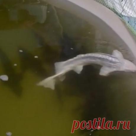 Бизнес на селе: рыбоводство (видео)