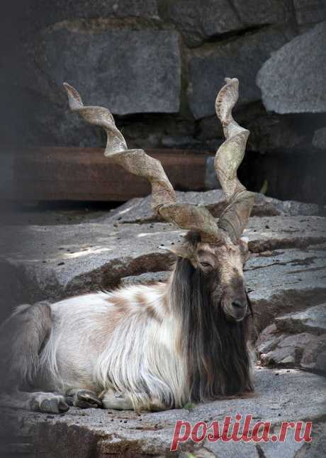 Яндекс.Фотки