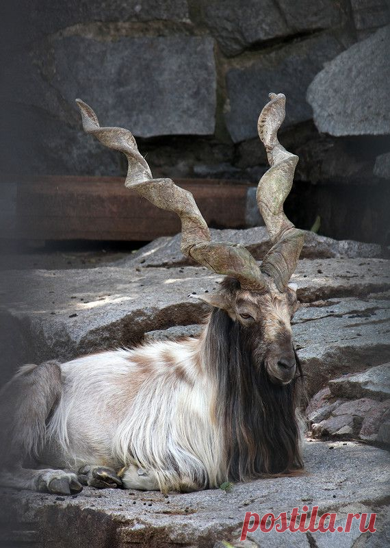 Яндекс.Фотки