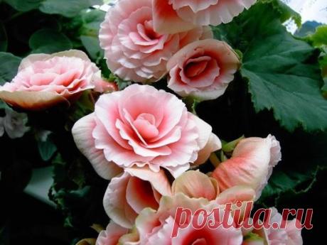 (99) Одноклассники