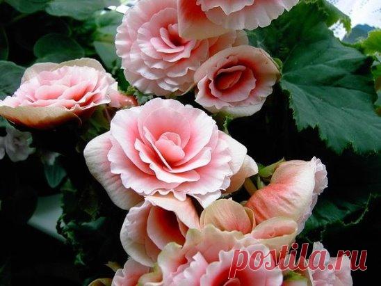 (99) Одноклассники