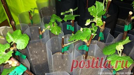 Как правильно поливать укоренённые черенки винограда? Недолив и перелив. | В огороде лебеда. | Яндекс Дзен