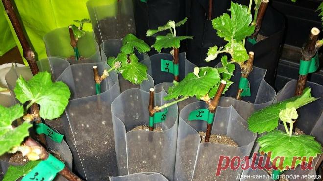 Как правильно поливать укоренённые черенки винограда? Недолив и перелив. | В огороде лебеда. | Яндекс Дзен