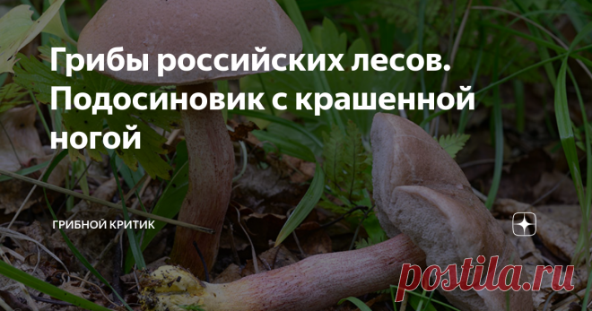 Грибы российских лесов. Подосиновик с крашенной ногой Никто этот подосиновик, конечно же, не красил.  Просто он называется подосиновик окрашенноногий. У этого гриба ножка с розовыми чешуйками, розоватой, а в основании ножки жёлтой мякотью, которая не меняет свой цвет при срезе.
ФОТО С КАНАЛА ГРИБНИК СО СТАЖЕМ 16.RU
Писал недавно статью про белый подосиновик и вспомнился мне один случай, который произошёл со мной много лет назад. Я тогда много