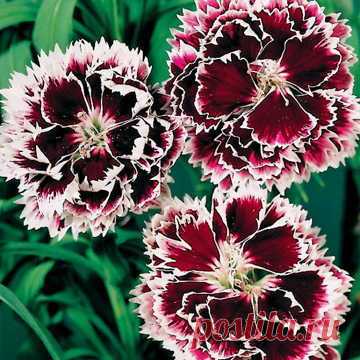 Velvet 'n Lace Dianthus Seeds from Park Seed
