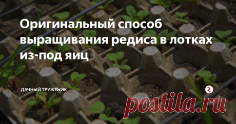 Оригинальный способ выращивания редиса в лотках из-под яиц Гораздо практичнее, чем сажать на пустую грядку. Позволяет полностью забыть об уходе. Останется только иногда поливать растения.