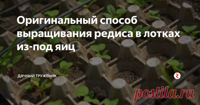 Оригинальный способ выращивания редиса в лотках из-под яиц Гораздо практичнее, чем сажать на пустую грядку. Позволяет полностью забыть об уходе. Останется только иногда поливать растения.
