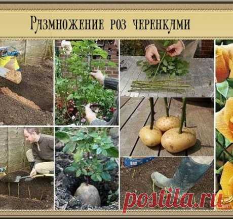 Размножение роз черенками своими руками
