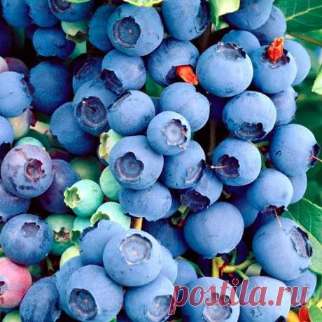 Купить семена Голубика высокорослая "Гавриш" Лесное сокровище 30шт в интернет-магазине "7 семян"