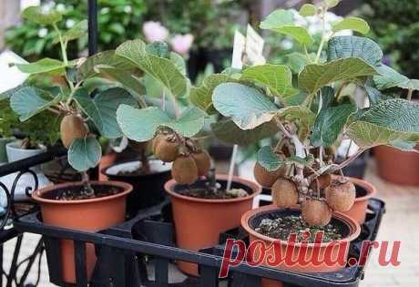 Вырастить настоящее вкусное киви дома на подоконнике — просто. Вот как это сделать  

Вот так выглядит плантация киви:

Но этот фрукт прекрасно растет и в обычных городских квартирах.

Лучшее время для посева – с марта по май. Выберите в магазине наиболее спелый киви. Плод должен бы…
