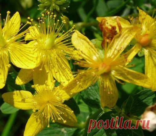 Кому трава, а кому отрава