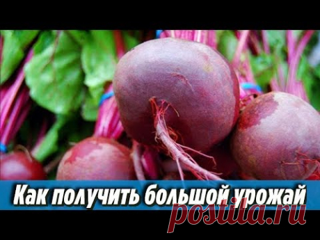 Как получить большой урожай крупной и сладкой свеклы Уход и выращивание от А до Я Мой опыт - YouTube