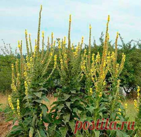 Лекарственное растение Коровяк густоцветковый (Verbascum densiflorum). Двулетнее растение высотой 30-200 см с жестким, шерстистоопушенным стеблем. Листья желто-зеленые, яйцевидно-удлиненные, мелкогородчатые, низбегающие, доходящие до следующего нижерасположенного листа, с обеих сторон с шерстистым опушением. Ароматные цветки крупные, диаметром 3,5-5,5 см, собраны пучками по 2-5 в длинную железистоопушенную кисть.