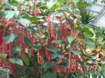 травник лекарственных растений - амарант (щирица) Описание лекарственных растений - Амарант (щирица) (Amaranthus L.)