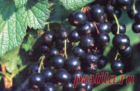 ПРАВИЛЬНЫЙ УХОД ЗА СМОРОДИНОЙ