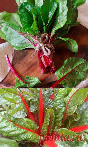 Усадьба | Огородник : Мангольд – как получить зелень ранней весной и осенью?