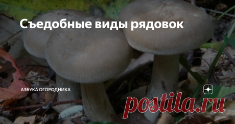 Съедобные виды рядовок Рядовки (трихоломы) – пластинчатые напочвенные грибы из семейства Рядовковые. Их также именуют «дорожками», поскольку их особенность в том, что они растут в ряд.