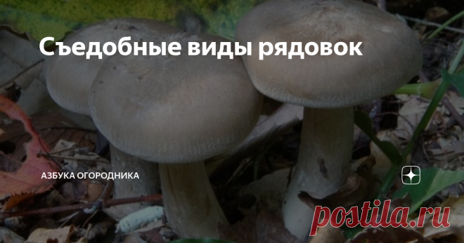 Съедобные виды рядовок Рядовки (трихоломы) – пластинчатые напочвенные грибы из семейства Рядовковые. Их также именуют «дорожками», поскольку их особенность в том, что они растут в ряд.