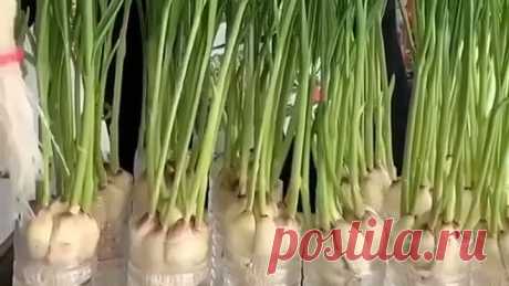 Сажаем чеснок в домашних условиях🌿