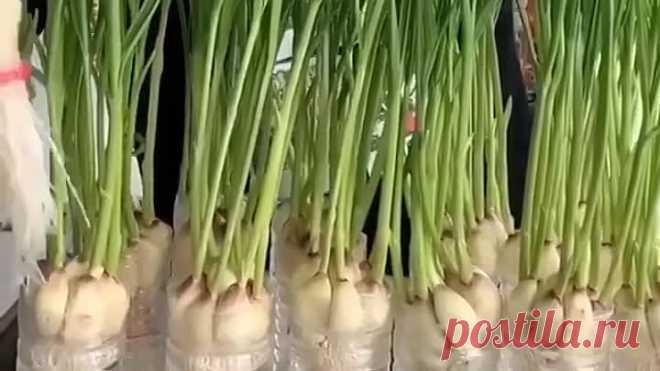 Сажаем чеснок в домашних условиях🌿