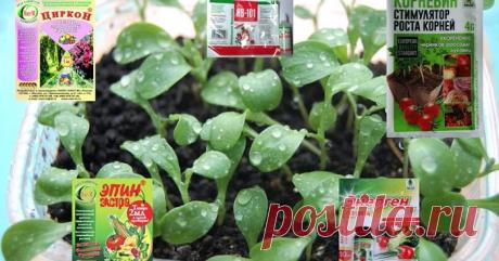 Биостимуляторы для растений нормы расхода препаратов биостимуляторы роста,для роста растению нужны,как обработать семена перед посевом,замачивание семян перед посевом,
подготовка семян баклажан +к посеву +на рассаду,обработка семян перед посевом +на рассаду, обработка семян перед посевом +на рассаду,обработка семян эпином, циркон, гумат, энерген,янтарная кислота,янтарная кислота польза для растений,янтарная кислота польза для растений