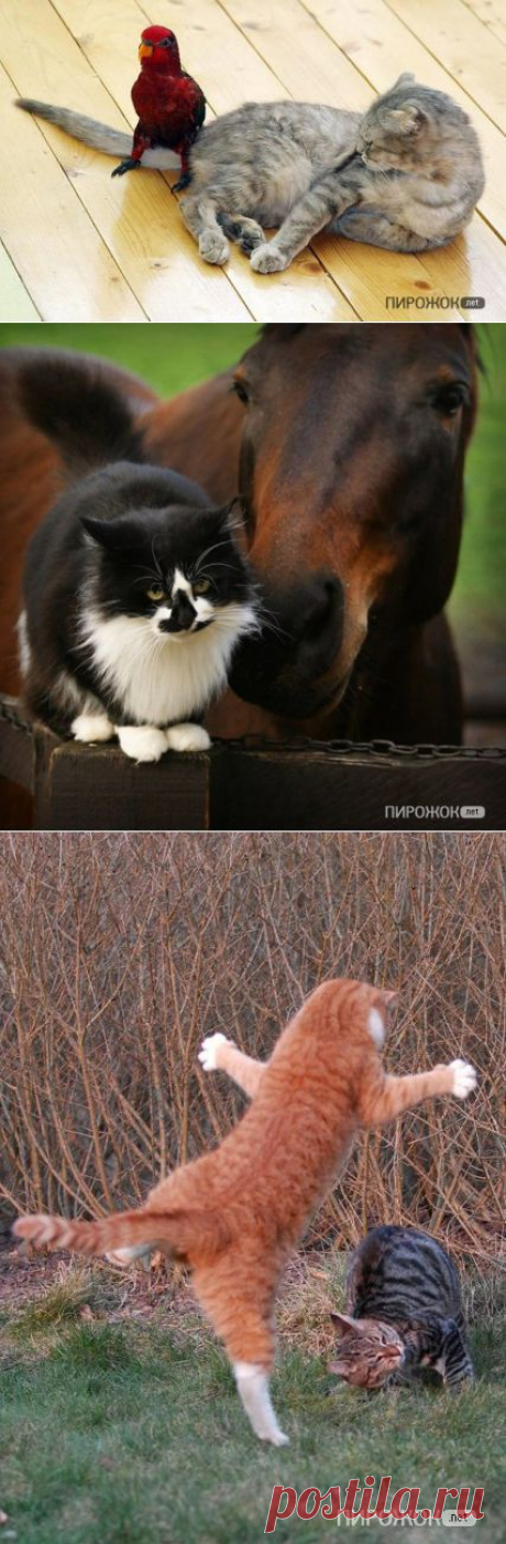 КОТЭ в забавных ситуациях =) » Пирожок.Net