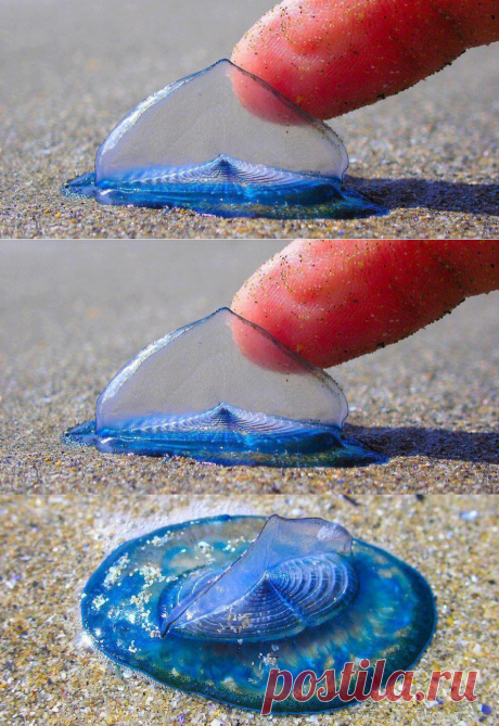 Единственная и неповторимая Velella velella — одно из самых необыкновенных созданий на планете!