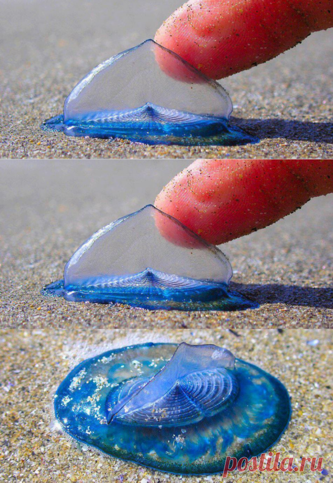 Единственная и неповторимая Velella velella — одно из самых необыкновенных созданий на планете!