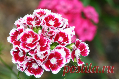 Для чего добавляют в кофе гвоздику? И как делать это правильно?
Для чего добавляют в кофе гвоздику? Гвоздика представляет собой пряность, то засушенные бутончики гвоздичного дерева. Они имеют специфический, довольно резкий аромат и немного жгучий вкус. Используются в качестве добавки при приготовлении разных блюд. Если приготовить кофе с гвоздикой, то получится ароматный, бодрящий, полезный...
Читай дальше на сайте. Жми подробнее ➡