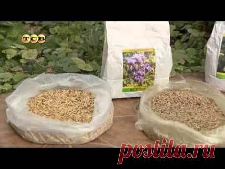 Сидераты - 6 соток — Яндекс.Видео