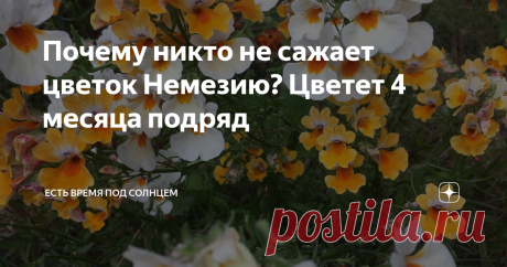 Почему никто не сажает цветок Немезию? Цветет 4 месяца подряд Представьте себе, что я тоже до прошлого лета практически ничего не знала про немезию — редкий однолетний цветок. Знаете, есть такая детская игра, когда выбирается какая-нибудь буква алфавита и все должны придумать на эту букву слова из разных категорий. Мы в детстве часто играли. Если кто-то не играл, и впервые читает про такую игру, скажу в двух словах. Например, выбираем букву «А» и нужно придумать: Город, ст...