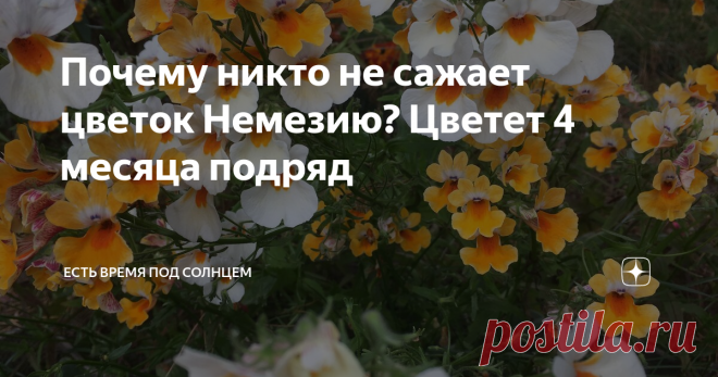 Почему никто не сажает цветок Немезию? Цветет 4 месяца подряд Представьте себе, что я тоже до прошлого лета практически ничего не знала про немезию — редкий однолетний цветок. Знаете, есть такая детская игра, когда выбирается какая-нибудь буква алфавита и все должны придумать на эту букву слова из разных категорий. Мы в детстве часто играли. Если кто-то не играл, и впервые читает про такую игру, скажу в двух словах. Например, выбираем букву «А» и нужно придумать: Город, ст...
