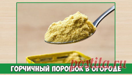 Горчичный порошок в огороде

Горчицу не жалует множество огородных вредителей, поэтому запасайте горчичный порошок, граждане-дачники. Особенно, если вы против пестицидов и двумя руками за органические овощи и фрукты.

Во-первых, горчица помогает в нелегкой борьбе со слизнями. Порошок рассыпают между растениями при первых признаках этого несносного вредителя: на капусте, перцах, хостах и т.д.

Во-вторых, горчичный порошок — один из компонентов настоя против капустной тли.

...