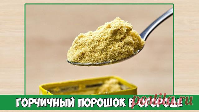 Горчичный порошок в огороде

Горчицу не жалует множество огородных вредителей, поэтому запасайте горчичный порошок, граждане-дачники. Особенно, если вы против пестицидов и двумя руками за органические овощи и фрукты.

Во-первых, горчица помогает в нелегкой борьбе со слизнями. Порошок рассыпают между растениями при первых признаках этого несносного вредителя: на капусте, перцах, хостах и т.д.

Во-вторых, горчичный порошок — один из компонентов настоя против капустной тли.

...