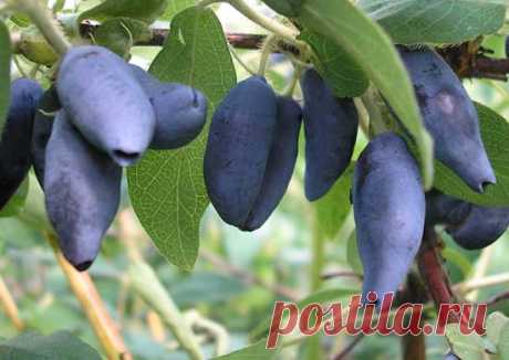 Жимолость Голубая или съедобная (Lonicera caerulea) – Лиственные кустарники Буква «Ж» - цветочный портал Ваш Сад!