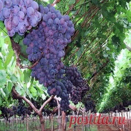 Как приготовить настойку из винограда?