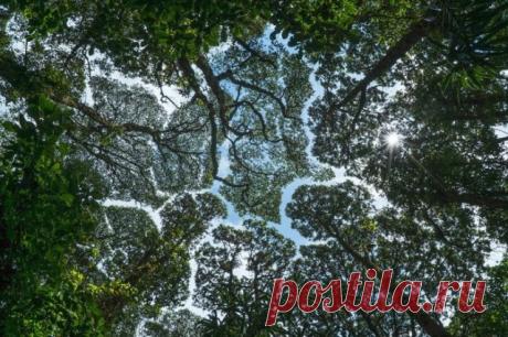 Почему кроны деревьев не прикасаются друг к другу? Застенчивость — не порок: что такое феномен межкронового пространства?Прогуливаясь однажды в лесной чаще, поднимите глаза к небу. Возможно, вам