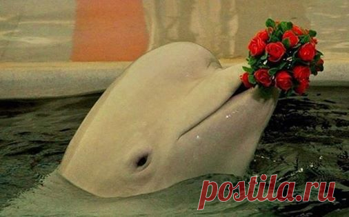 Валентинов День