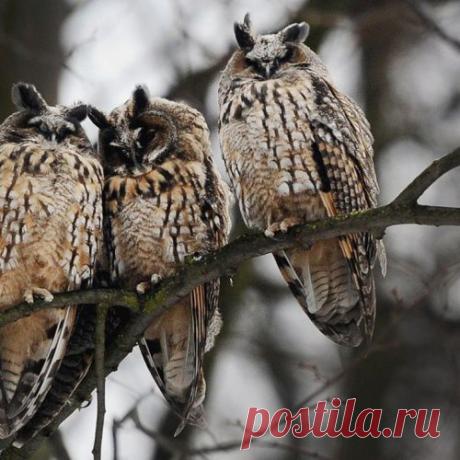 Лучшие фотографии животных со всего мира за неделю