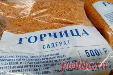 Какие сидераты могут навредить: ошибки огородников. Не сейте крестоцветные перед капустой, редькой и редисом.