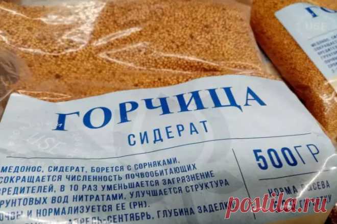 Какие сидераты могут навредить: ошибки огородников. Не сейте крестоцветные перед капустой, редькой и редисом.