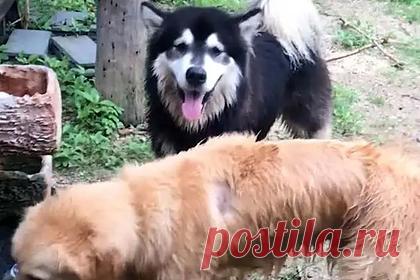 Хаски спас тонущего в пруду друга-золотистого ретривера. В тайской провинции Канчанабури хаски по кличке Стар спас тонущего в пруду друга-золотистого ретривера по кличке Сингто. На кадрах, снятых хозяйкой собак Джиндой Патумсутр, видно, как Сингто барахтается в небольшом пруду в попытке выбраться на сушу. В этот момент Стар старается вытащить товарища из беды.