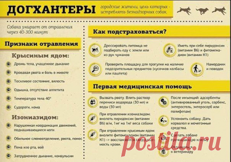 Ответы@Mail.Ru: Собачникам пригодится такая памятка? В связи с всплеском активности догхантеров