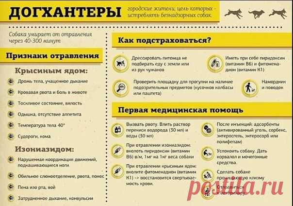 Ответы@Mail.Ru: Собачникам пригодится такая памятка? В связи с всплеском активности догхантеров