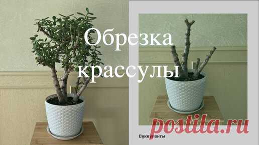 Наши растения | №60. Крассула (толстянка). Полная обрезка тонких ветвей. Создание новой формы.