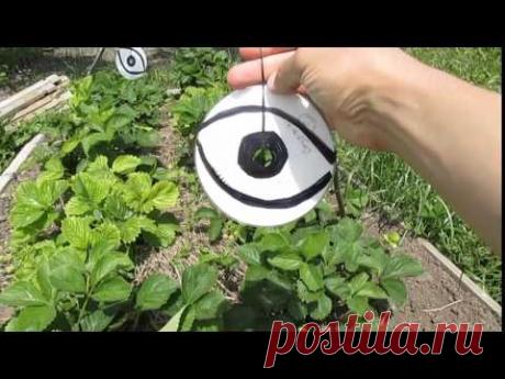 Как защитить клубнику и черешню от птиц (скворцов) - YouTube