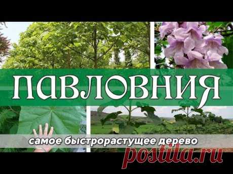 Павловния - самое быстрорастущее дерево - YouTube